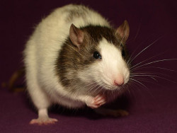 fuckyeahrats:  Rat Show Rattie! (by wulfys_kingdom) 