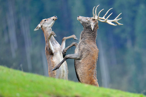 allcreatures:  A doe and a stag fight during adult photos