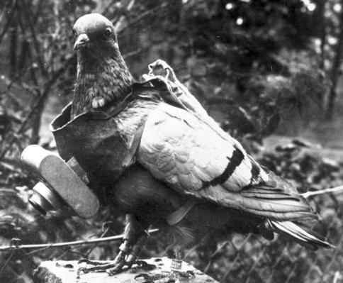 moderation: mlee525: baileygenine: The US Army Signal Corps alone used 600 pigeons in