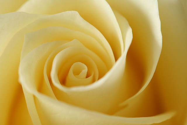 thanksandsendchocolate:       White rose :))