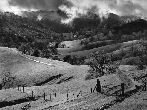 Pasture, Sonama County, California photo by Ansel Adams, 1951
