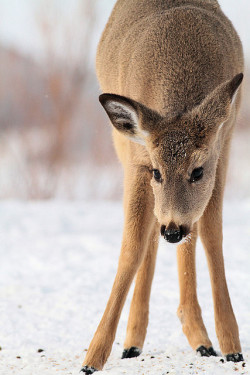 fuckyeahmothernature:  White-tail Deer (by