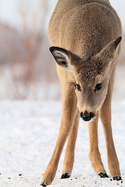 fuckyeahmothernature:  White-tail Deer (by Stuart Oikawa) 