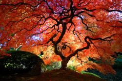 kari-shma:  Japanese Maple in the Fall (by (Gigapic)) 