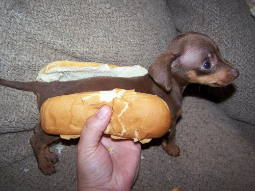 artsandletters:  This one bites back. Hot Dog… (by Nikko Myers) 