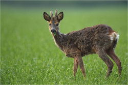 llbwwb:  Cute little Deer by Peter Lindel