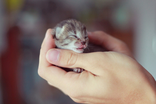 aartpixie: miracle (by Toma Evsukоva) That kitten can&rsquo;t be older than two weeks. Since the