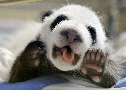 inothernews:
“ “Psssst… c’mere, c’mere! Closer! I’ve gotta secret to tell ya! You ready? You ready? Okay, here goes: I’m gonna eat your face while you sleep.”
(Photo of a baby panda at the Madrid Zoo by Dominique Faget / AFP-Getty via the San...