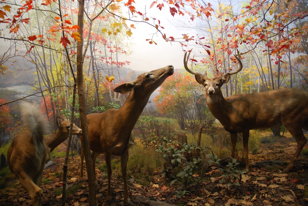 Deer at the American Museum of Natural History. Photo: koggaccio