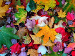 redjeep:  fall colors 