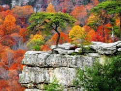 rod42:  Colors of autumn in the mountains