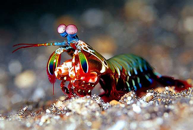psychotics:   These special arthropods (stomatopods) have 16 visual pigments. We