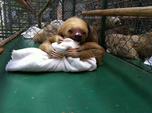 Fancy Sloths