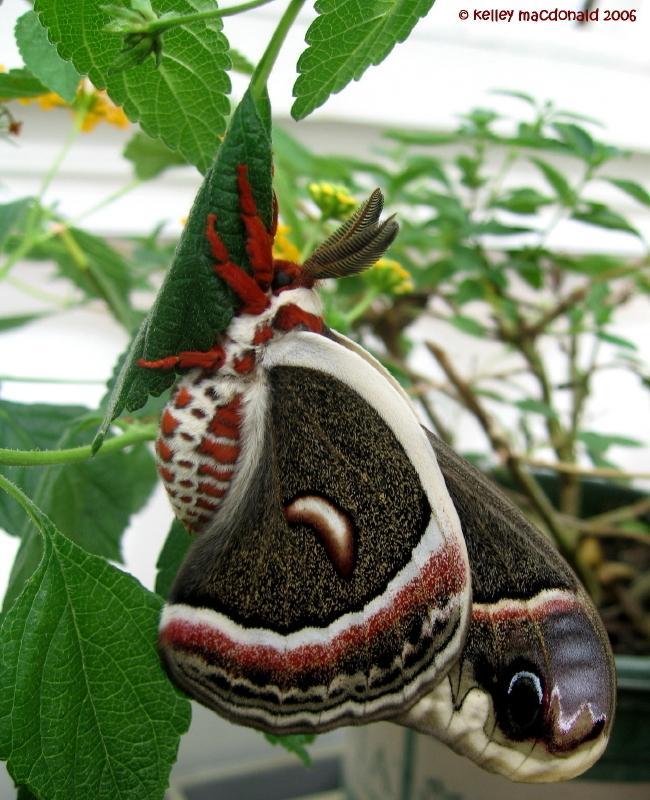 suckmywurst:  gloomaviator:  knightoftime:  keipan:  A Robin Moth. HOLY FUCK. &lt;3