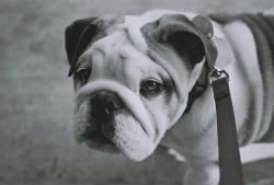 fuckyeahbulldog:  (by Jennifer Dayton) 