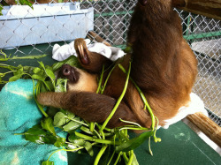 Two toed sloths > Three toed sloths