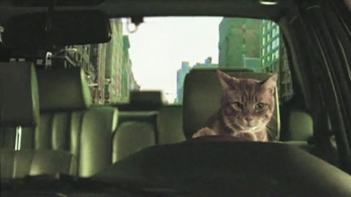 Fuck Yeah Cats!
