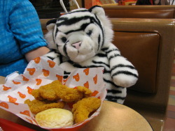 fattiger:Eating some chicken. Typical Fat Tiger.