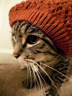 fuckyeahfelines:  This is my oldest cat, Jake. He’s wearing a hat. 