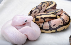 mydetention:  charmthesnake:  ball python (left: black eyed leucistic designer morph, right: fireball designer morph), python regiusblack eyed leucistic = fireball x fireball  neuhhh they sho cute 