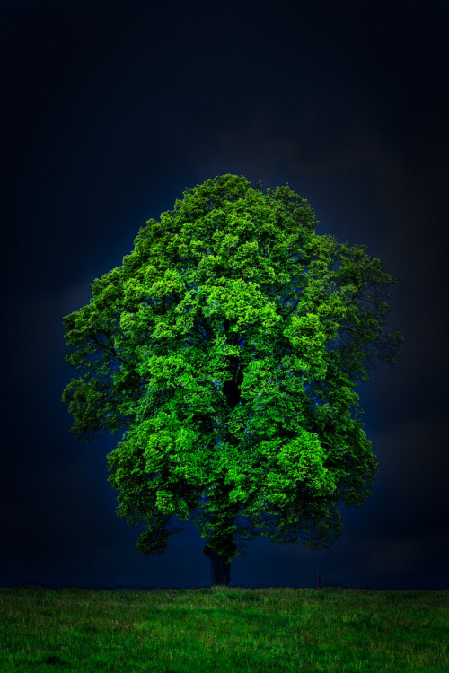 ninbra:   welleam:  lori-rocks: Green Tree. 