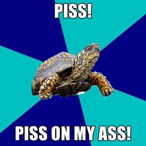 fuckyeahidonteven:  tourettes turtle