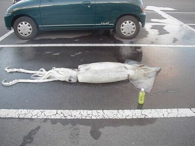 XXX ewari:  Silly Squid.You can’t park yourself photo