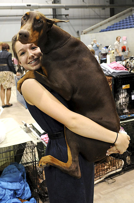 ebad:  Risiko the timid Doberman leaps into the arms of handler Karlee Howard at the Sooner State Kennel Club Dog Show in Enid, Okla. Risiko won Best of Breed despite being a big wussy. Photo: Bonnie G. Vculek / Enid News & Eagle (via SFGate: Day