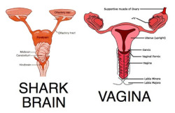 houseofbuttacreme15:  ilovecharts:  clapyourhandssaykirsten:  My period will now be called shark week.  slow clap  The people where I live wouldn’t even get this joke even If I explained it to them. I’m surrounded by IDIOTS! 