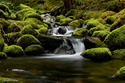 Cascade Mountains, Oregon, USA
© Chuck & Pat Harkins