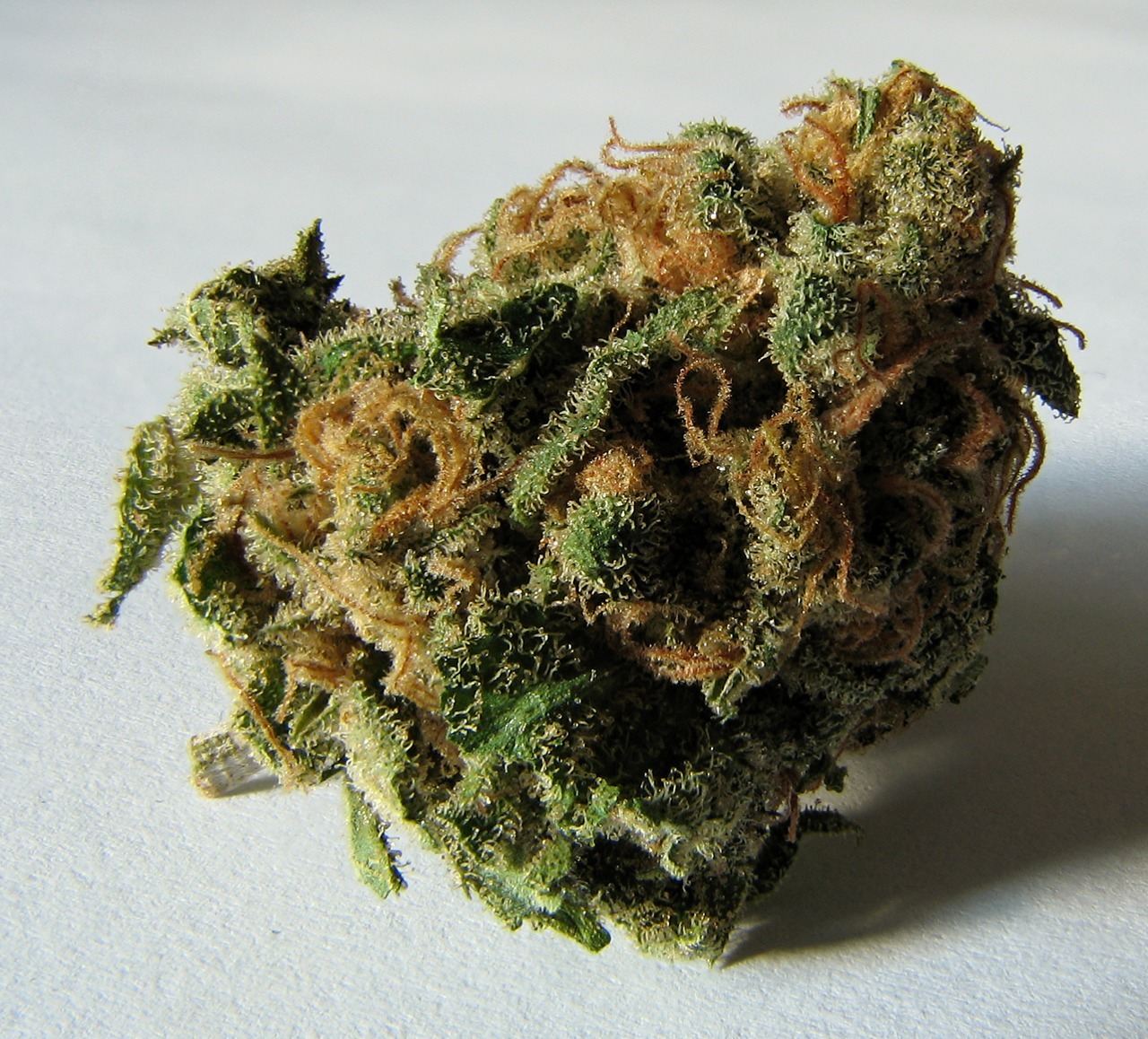 Bud Porn time