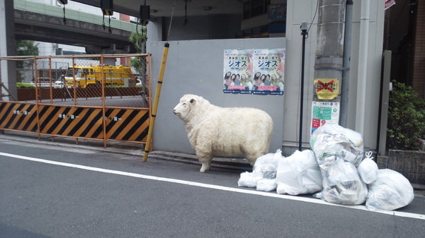 junpoco:  昨日、学校の近くのゴミ捨て場にこんなのが�… on Twitpic
