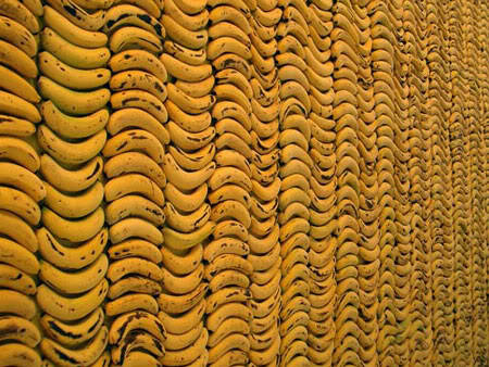 Via hydeordie:
“ Stefan Sagmeister Self-confidence Produces Fine Results
“ Give Stefan Sagmeister 10,000 bananas and some glue, and he’ll give you a giant Banana Wall, part of an art installation on Things I Have Learned In My Life So Far exhibition....