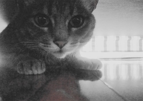 fuckyeahcats:  this is katita. she is gorgeous. <3 
