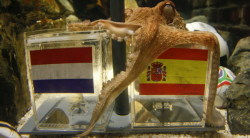 thedailywhat:  RIP: Paul the Psychic Octopus,