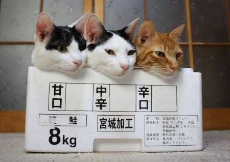 homest: 辛口で