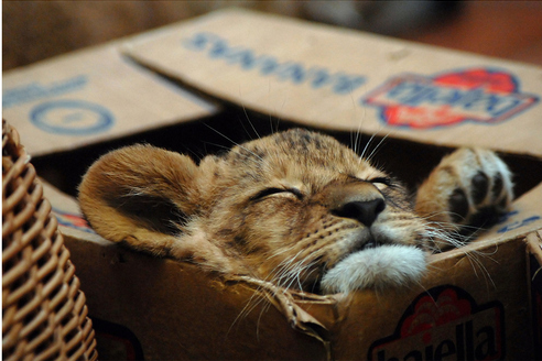 Is this&hellip;. A LION IN A BOX?!