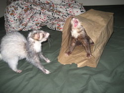 omg i love ferretss