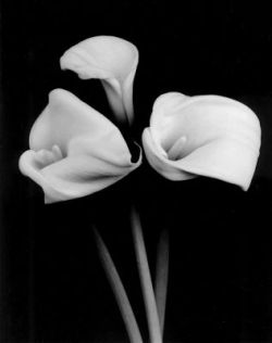 jerzee55sst:  Wedding Calla Lillies 