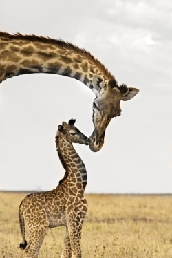 dangel799:  Giraffe’s First Kiss by Carol Walker :) 