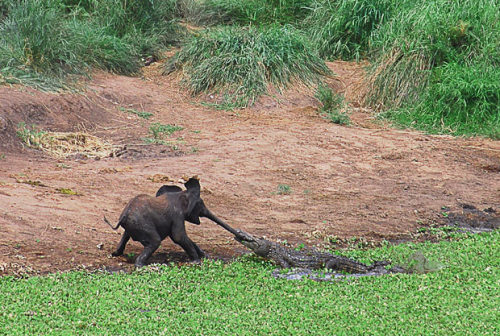 jonwithabullet:  This is the shocking moment a crocodile grabbed the trunk of a baby elephant, hoping to get lunch. The scene was captured by amateur photographer Johan Opperman while taking pictures of a family of African elephants grazing by a water