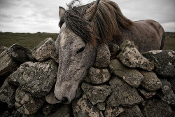 Iceland Pony  Lindo