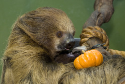 boomshesaid:  “A sleepy two-toed sloth licks its lips for a tasty pumpkin treat at the Small Mammal House. The Smithsonian’s National Zoo celebrated Halloween at its Small Mammal House, Asia Trail, Lemur Island, Reptile Discovery Center, Invertebrate