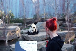 imashalea:  I hope the pandas in Adelaide