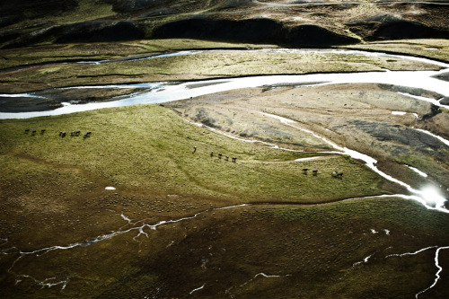 Herd in Iceland (12 photos) | PDN Photo of the Day