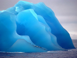 fukuku3:  umejuna:  青い氷壁をペンギンたちが登る。