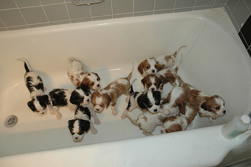 thetonystark:  I want all of these puppies. 