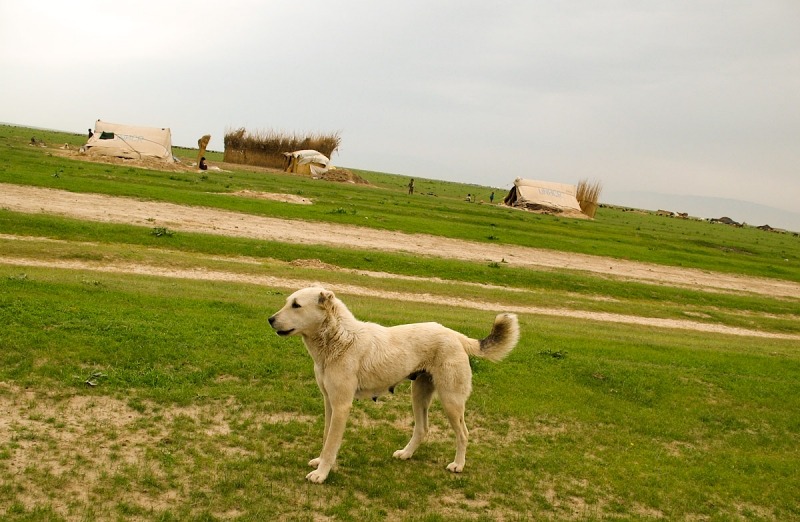 At the Kuchi site in the District Qalay-i-Zal | Afghanistan