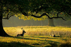 jingc:  A deer rests in autumn sunshine at