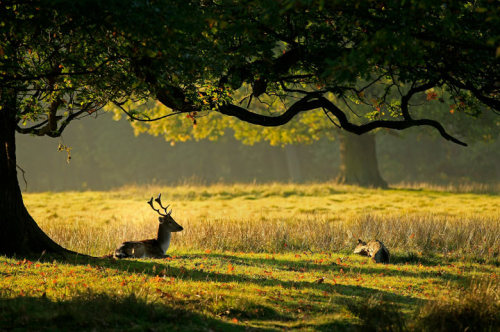 jingc:  A deer rests in autumn sunshine at Dunham Massey, a National Trust-owned estate in Cheshire 